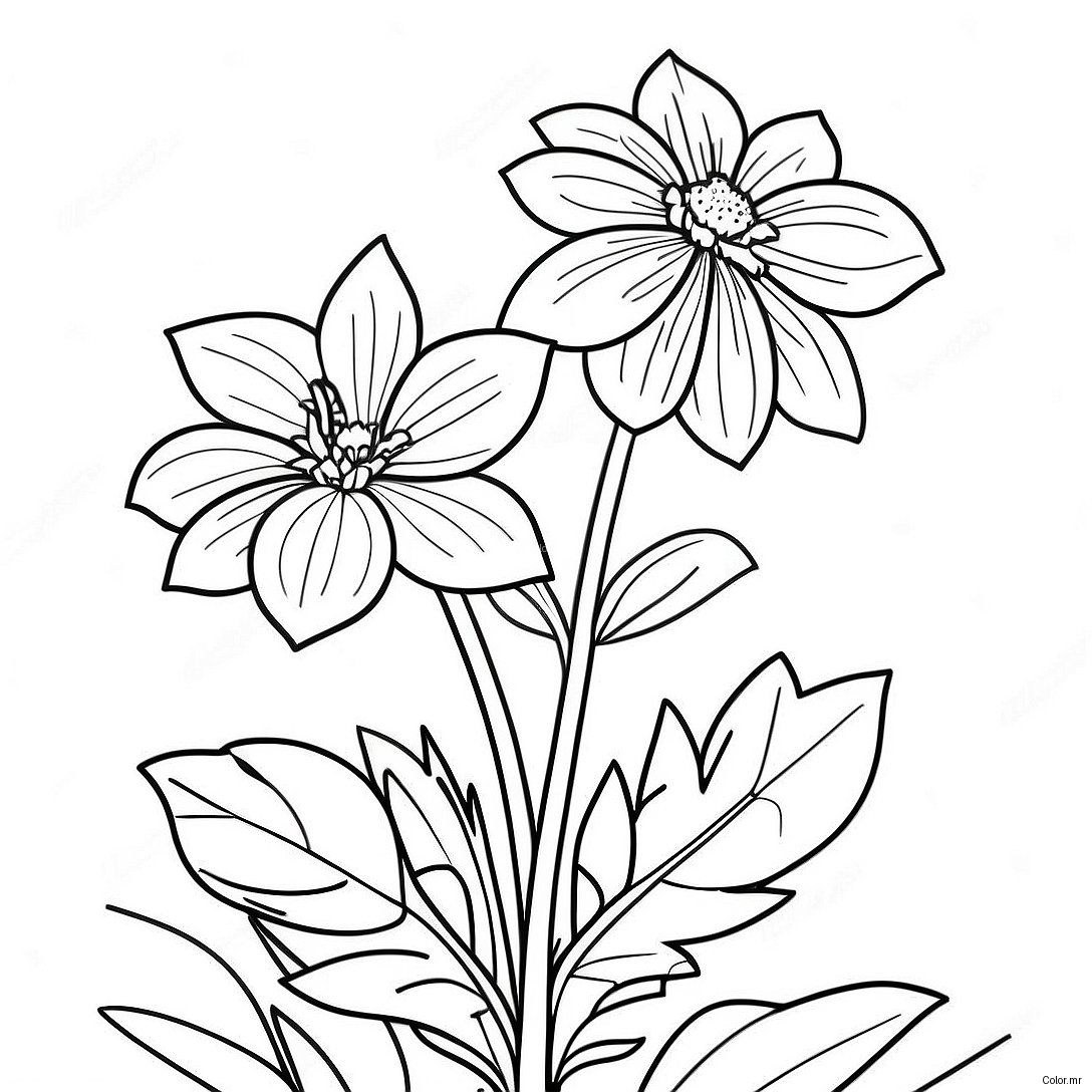 Beautiful Nebraska State Flower In Bloom Coloring Page 43393 36110