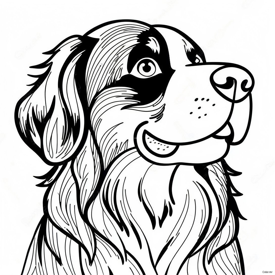 Page A Colorier De Chien De Montagne Bernois 35563 29584