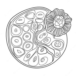 Page A Colorier Diagramme De Cellule Vegetale 10817-8868