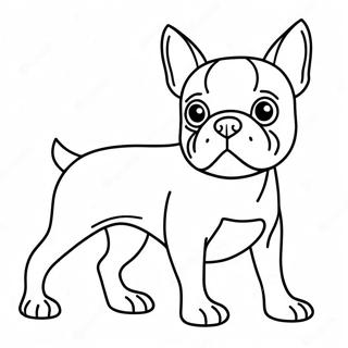 Page A Colorier De Boston Terrier 16422-13838