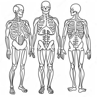 Page A Colorier Danatomie Et De Physiologie 17173-14437