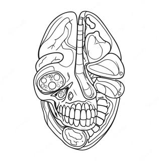 Page A Colorier Danatomie Et De Physiologie 17173-14439