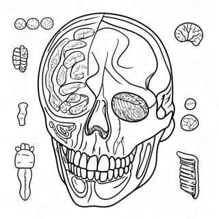 Page A Colorier Danatomie Et De Physiologie 17173-14440