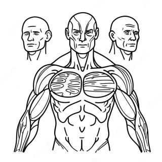 Muscles Humains Pages À Colorier