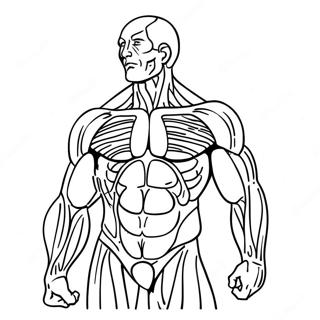 Page A Colorier Anatomie Des Muscles Humains 31368-28086