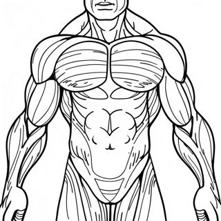 Page A Colorier Anatomie Des Muscles Humains 31368-28087