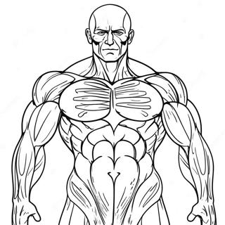 Page A Colorier Anatomie Des Muscles Humains 31368-28088