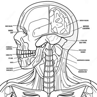 Pages De Travail Sur L'anatomie Et La Physiologie Pages À Colorier