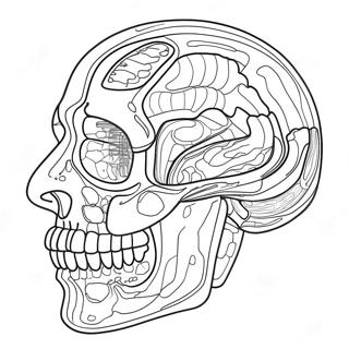 Page A Colorier Danatomie Et De Physiologie 37505-31231