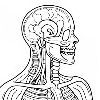 Page A Colorier Danatomie Et De Physiologie 37505-31232