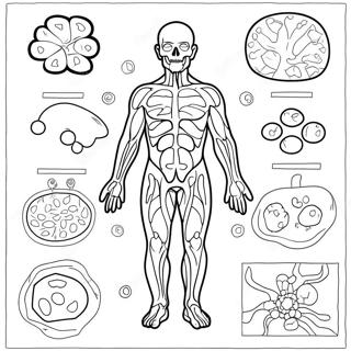 Page A Colorier Du Diagramme Du Systeme Immunitaire 46263-38531