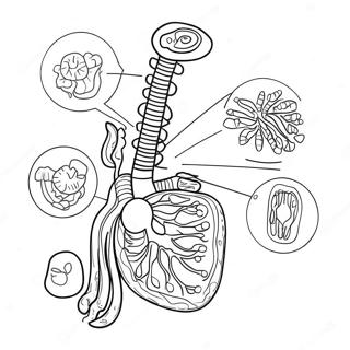 Page A Colorier Du Diagramme Du Systeme Digestif 53638-44554