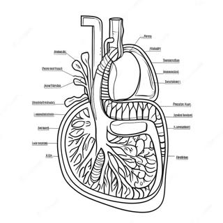 Page A Colorier Du Diagramme Du Systeme Digestif 53638-44556