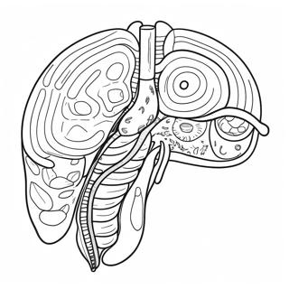 Page A Colorier Du Diagramme Du Systeme Digestif 53638-44709