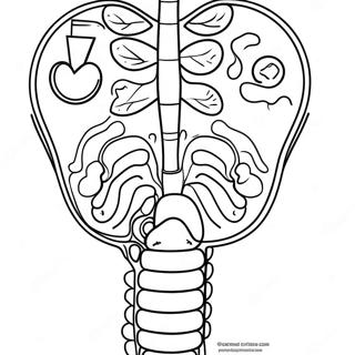 Page A Colorier Du Diagramme Du Systeme Digestif 53638-44711