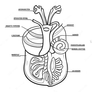 Page A Colorier Du Diagramme Du Systeme Digestif 53638-44712