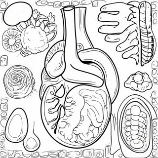 Système Digestif Pages À Colorier