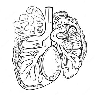 Page A Colorier Des Organes Digestifs Colores 53639-44550