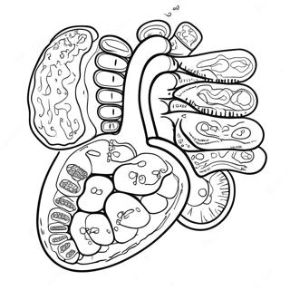 Page A Colorier Des Organes Digestifs Colores 53639-44714