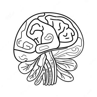 Page A Colorier De Lanatomie Du Cerveau 73725-60842