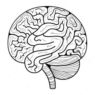 Page A Colorier De La Structure Coloree Du Cerveau 73726-60845