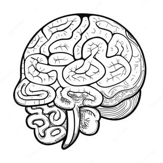 Page A Colorier De La Structure Coloree Du Cerveau 73726-60848