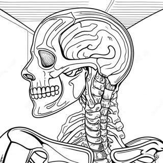 Anatomie Pages À Colorier